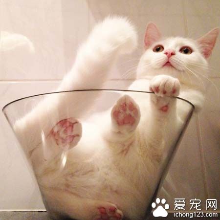 白猫就爱沙拉碗可爱模样超疗愈！