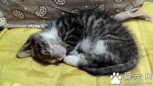 不要贸然领养猫咪 好心差点做坏事小猫鬼门关前走一趟！