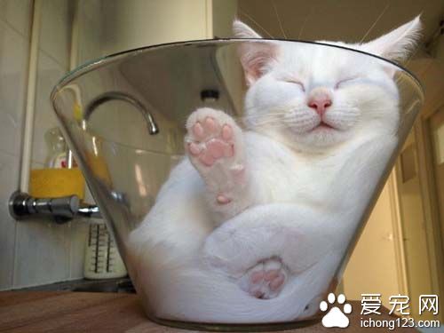 白猫就爱沙拉碗可爱模样超疗愈！