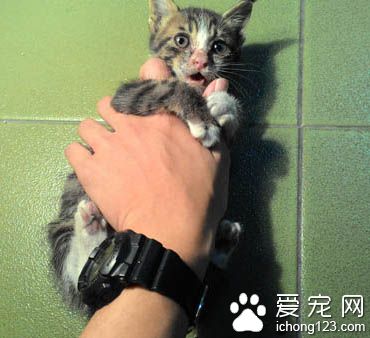 不要贸然领养猫咪 好心差点做坏事小猫鬼门关前走一趟！