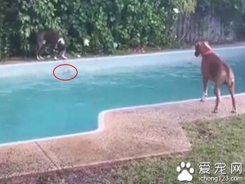 心机dog故意丢玩具　害同伴跳下泳池