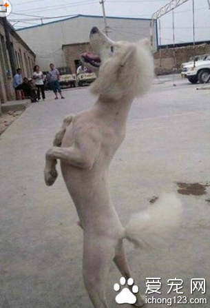 理了个发就这么生气吗