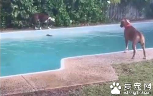 心机dog故意丢玩具　害同伴跳下泳池
