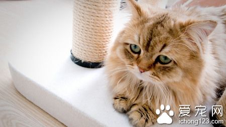 家养猫吃什么 避免喂食人用食物