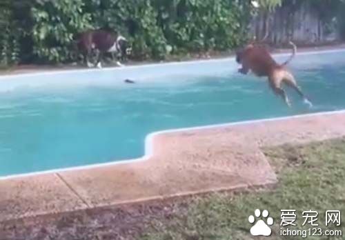心机dog故意丢玩具　害同伴跳下泳池