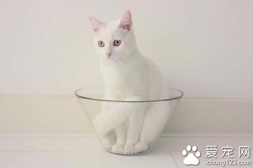 白猫就爱沙拉碗可爱模样超疗愈！