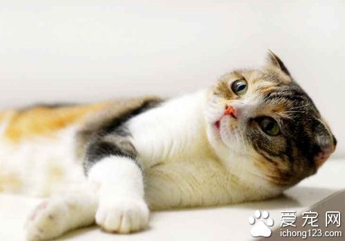 猫吃什么最好 幼猫吃幼猫粮大了吃成猫粮
