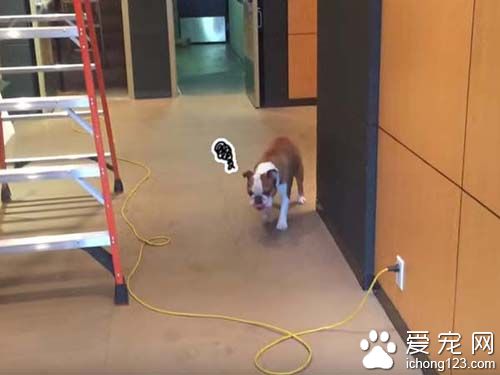 遇到最害怕的电线跟梯子该怎么办呢？