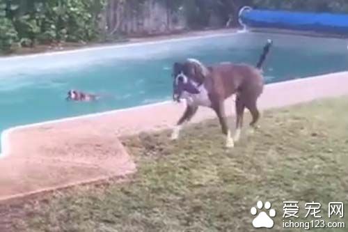 心机dog故意丢玩具　害同伴跳下泳池
