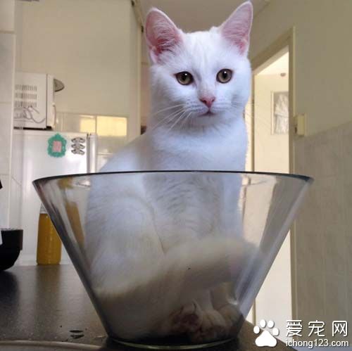 白猫就爱沙拉碗可爱模样超疗愈！