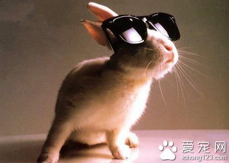 酷范十足的兔星人