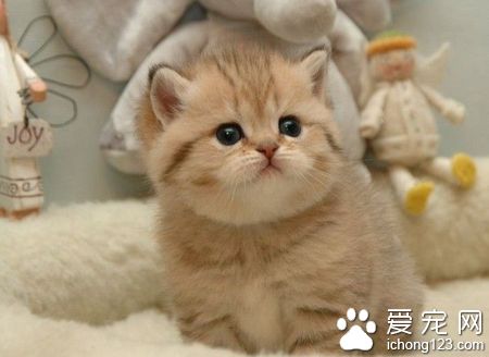 猫应该吃什么 为了猫的健康提倡吃猫粮