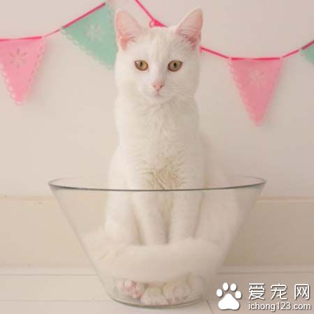白猫就爱沙拉碗可爱模样超疗愈！
