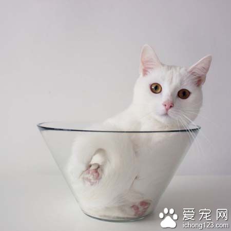 白猫就爱沙拉碗可爱模样超疗愈！