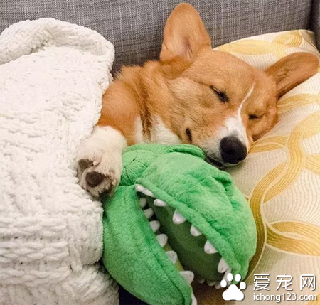 喜欢抱着玩偶睡觉