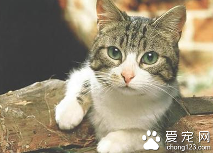 猫咪发烧抽搐 猫咪发烧的原因分析