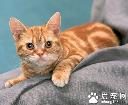 怀孕猫吃什么 可根据猫咪的特点来确定饮食