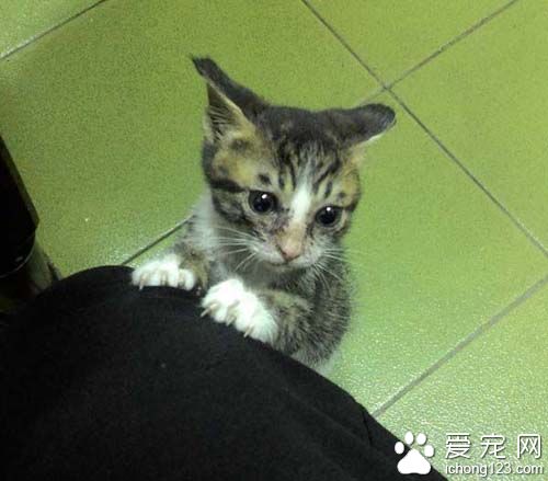 不要贸然领养猫咪 好心差点做坏事小猫鬼门关前走一趟！