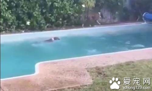心机dog故意丢玩具　害同伴跳下泳池