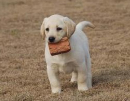 狗吃了鸡骨头怎么办 如果有异常要及时就医