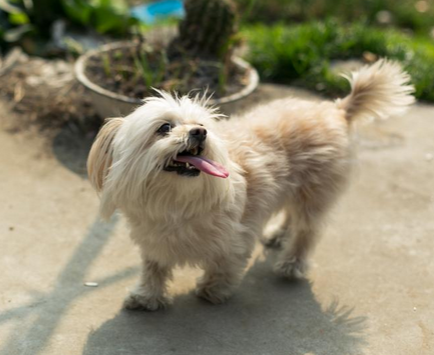 狗四肢抽搐是什么病 病态的抽搐要及时治疗