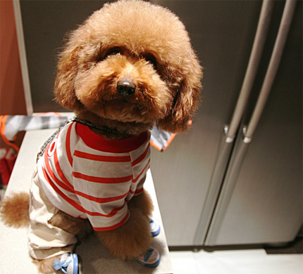 狗突然抽搐怎么回事 疾病引起抽搐要及时治疗