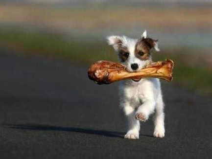 怀孕的狗能吃鸡骨头吗 最好不要喂食鸡骨头