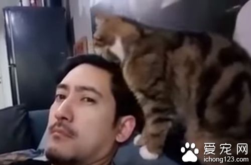 猫咪看不惯猫奴的发型 只好亲自动手