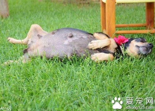 狗狗拍孕照摆出的超撩人姿势秒杀人类孕妇