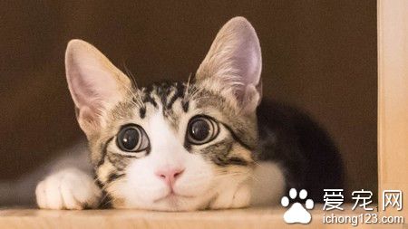 被家猫抓伤出血怎么办 一定要打疫苗