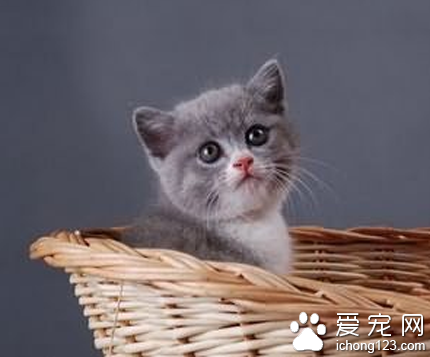 猫有虱子怎么办 建议采用内服药物来灭虱