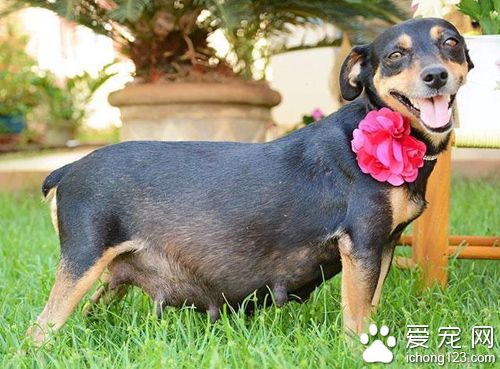 狗狗拍孕照摆出的超撩人姿势秒杀人类孕妇