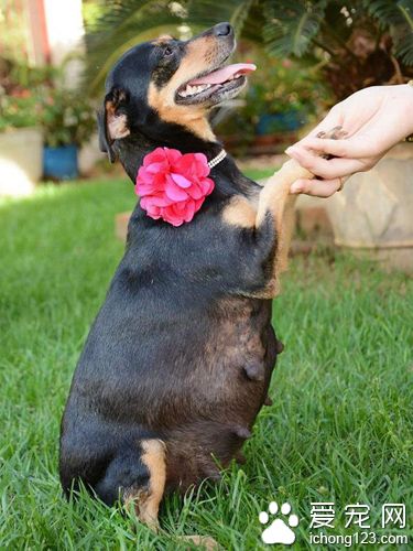 狗狗拍孕照摆出的超撩人姿势秒杀人类孕妇