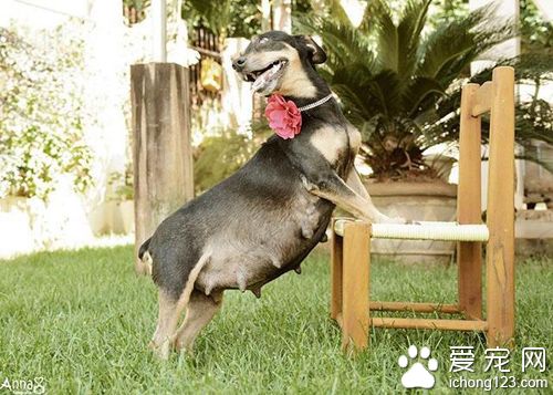 狗狗拍孕照摆出的超撩人姿势秒杀人类孕妇