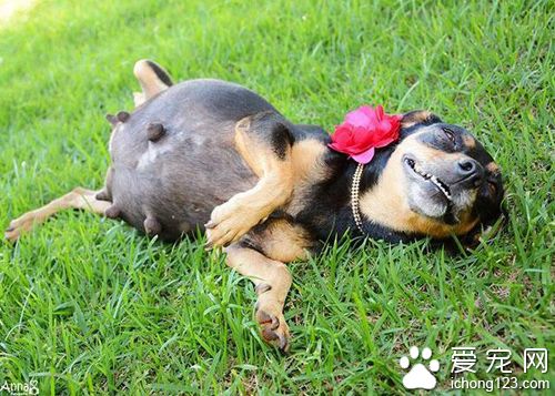 狗狗拍孕照摆出的超撩人姿势秒杀人类孕妇