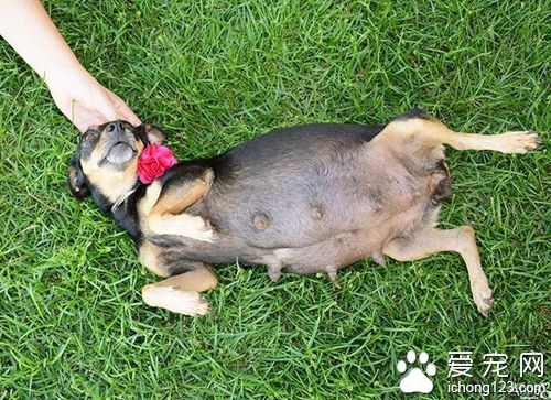 狗狗拍孕照摆出的超撩人姿势秒杀人类孕妇