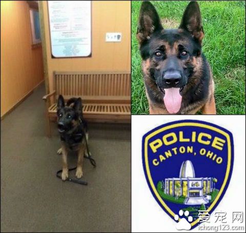 警犬英勇殉职 民众纷纷寄信到警局表示哀悼