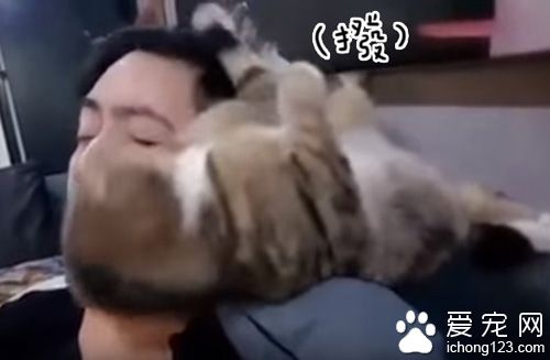 猫咪看不惯猫奴的发型 只好亲自动手