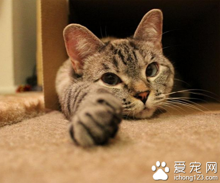 喂猫吃什么 掌握一定的饲养技巧