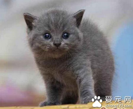 猫咪结扎多少钱 公母的价钱是不一样的