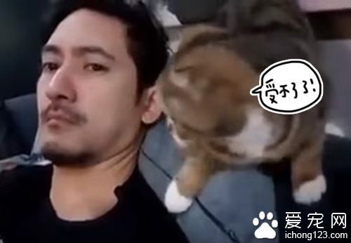 猫咪看不惯猫奴的发型 只好亲自动手