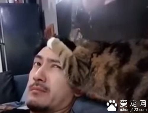 猫咪看不惯猫奴的发型 只好亲自动手