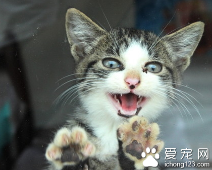 被猫咬到有事吗 要立即对伤口进行处理