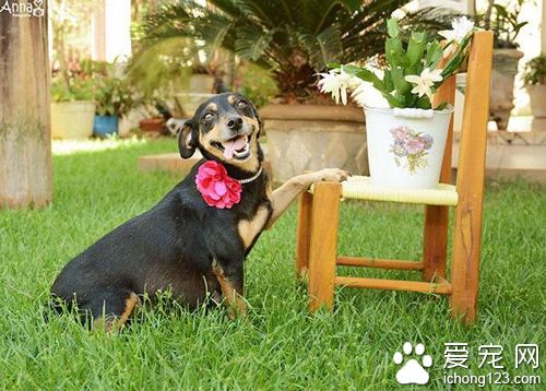 狗狗拍孕照摆出的超撩人姿势秒杀人类孕妇