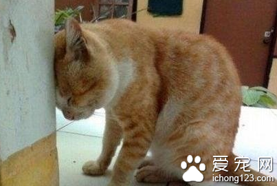 想不明白也不要撞墙啊