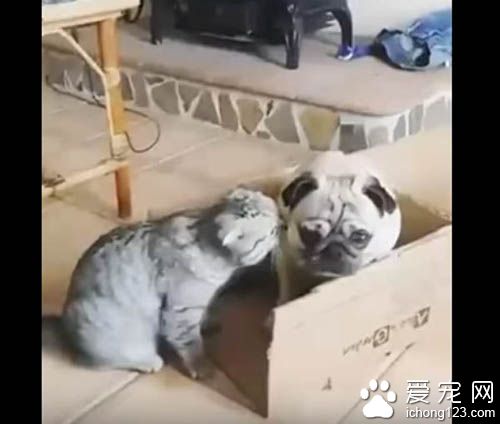 猫咪霸道不愿与巴哥分享纸箱