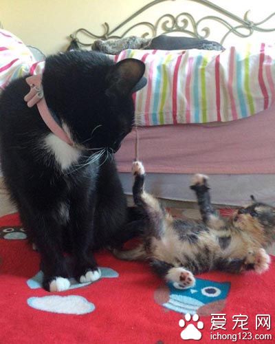 原本成为孤儿的花猫 现在得到兔妈妈与猫姐姐的爱