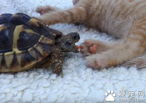 猫咪肉球魅力无限大 连乌龟也难挡猫肉球的魅力