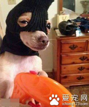 骨头交出来饶你不死