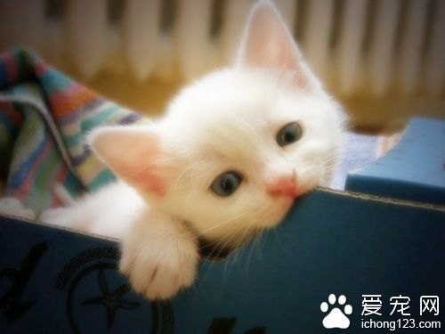 小猫为什么一直叫 消除猫咪的紧张感